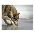 Wolf - Sneaking up on the Cheese posters by Tberling Wolf - Sneaking up on the Cheese posters