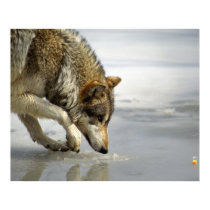 Wolf - Sneaking up on the Cheese posters