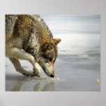 Wolf - Sneaking up on the Cheese Poster