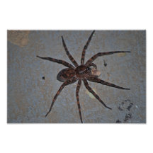 Wolf Spider photo print