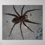 wolf spider poster posters