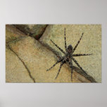 Wolf Spider posters