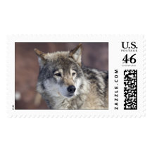 Wolf Stamp