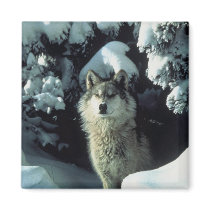 Wolf Standing in Snow Fridge Magnet