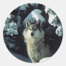 Wolf Standing in Snow Round Stickers