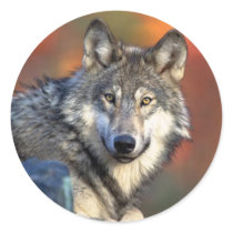 Wolf Staring Sticker by ironydesign Wolf Staring Sticker