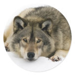 Wolf Sticker