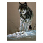 Wolf study postcard