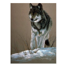 Wolf study postcard
