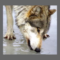 Wolf Testing the Water posters
