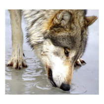 Wolf Testing the Water posters