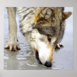 Wolf Testing the Water posters