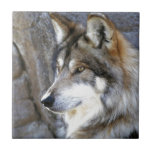 Wolf Tile