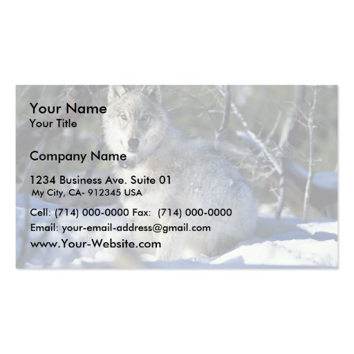 Wolf watches biologists in Yellowstone National Pa Business Card Template