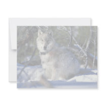 Wolf watches biologists in Yellowstone National Pa Personalized Invites