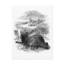 Wolf Watching Bunnies Postcard