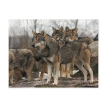 wolfpack postcard
