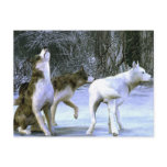 wolfpack post cards
