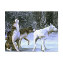 wolfpack post cards