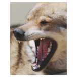 Wolf's Fangs flyers