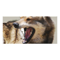 Wolf's Fangs photo cards