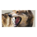 Wolf's Fangs Custom Photo Card