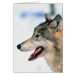 Wolf's Head Greeting Card