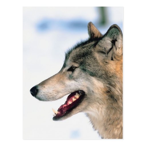 Wolf's Head Post Cards