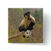 Wolong Panda Reserve, China, 2 1/2 yr old Button