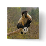Wolong Panda Reserve, China, 2 1/2 yr old buttons