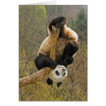 Wolong Panda Reserve, China, 2 1/2 yr old cards
