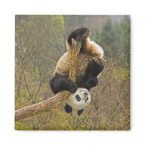 Wolong Panda Reserve, China, 2 1/2 yr old Magnets