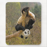 Wolong Panda Reserve, China, 2 1/2 yr old Mouse Pads
