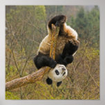 Wolong Panda Reserve, China, 2 1/2 yr old posters
