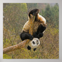 Wolong Panda Reserve, China, 2 1/2 yr old