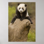 Wolong Panda Reserve, China, Baby Panda on top posters