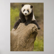 Wolong Panda Reserve, China, Baby Panda on top