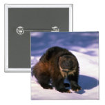 Wolverine on snow button