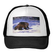 Wolverine on snow hat