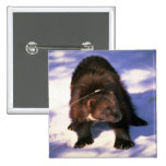Wolverine on snow pin
