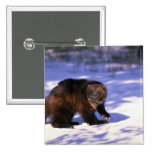 Wolverine on snow pinback buttons