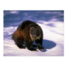 Wolverine on snow postcard