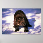 Wolverine on snow posters