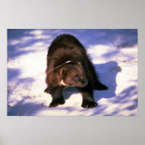 Wolverine on snow posters