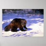 Wolverine on snow posters