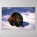 Wolverine on snow posters