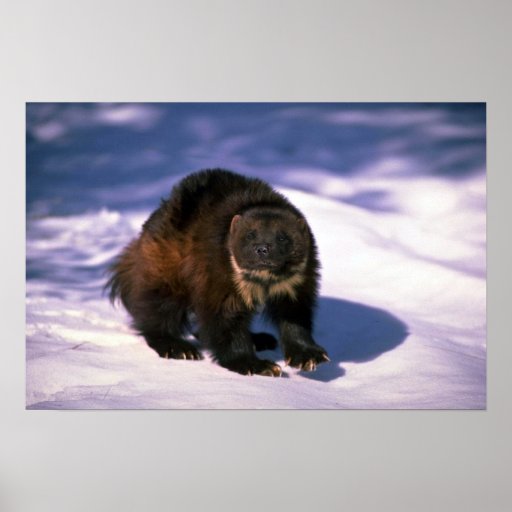 Wolverine on snow poster Zazzle