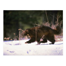 Wolverine running through snow postcards