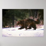 Wolverine running through snow poster