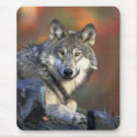 Wolves Canis_lupus_Grey Wolf mousepads by WildByDezign Wolves Canis_lupus_Grey Wolf mousepads